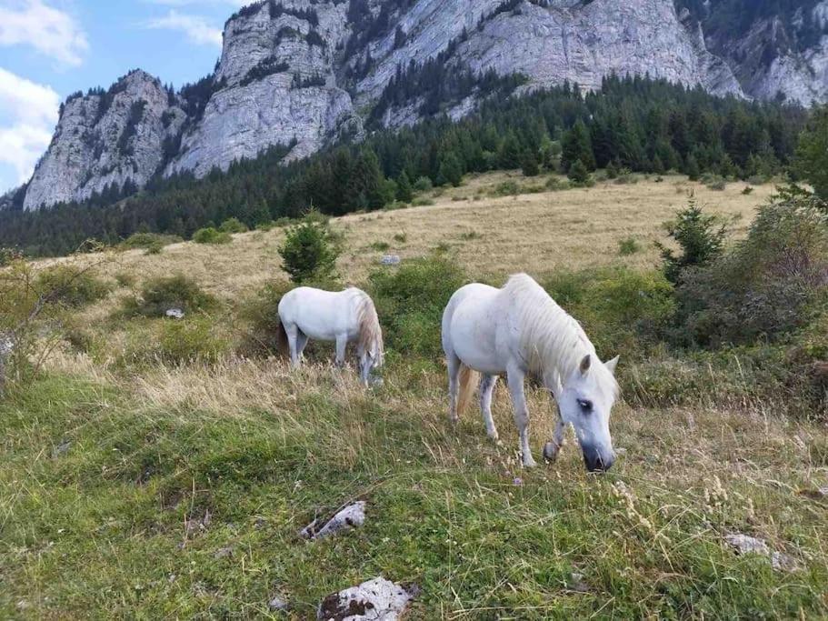 Studio Myrtilles Du Leman Vue Sur Lac Et Montagne Thollon-les-Memises Buitenkant foto